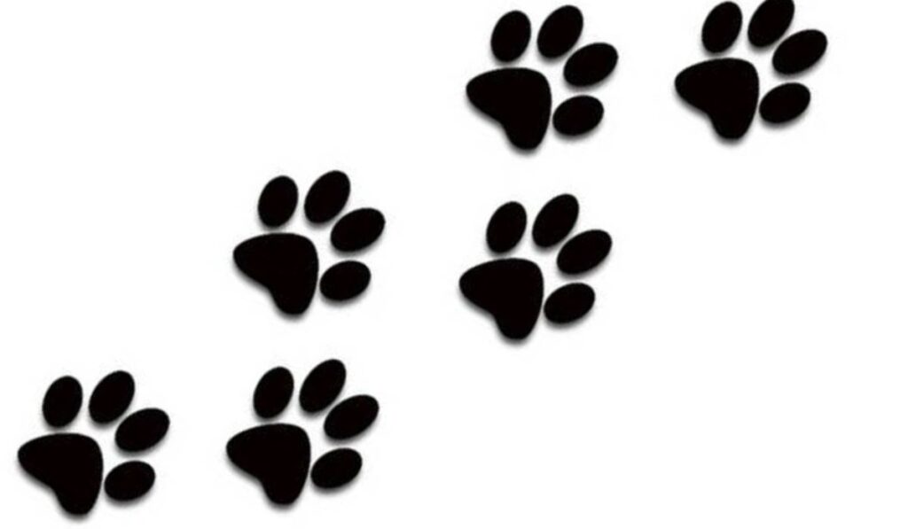 In the Steps of a Paw Print